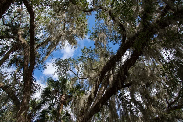 Manatí de las Indias Occidentales, Blue Spring, Florida, EE.UU. — Foto de Stock