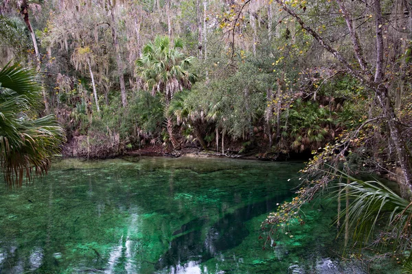 Manatí de las Indias Occidentales, Blue Spring, Florida, EE.UU. —  Fotos de Stock