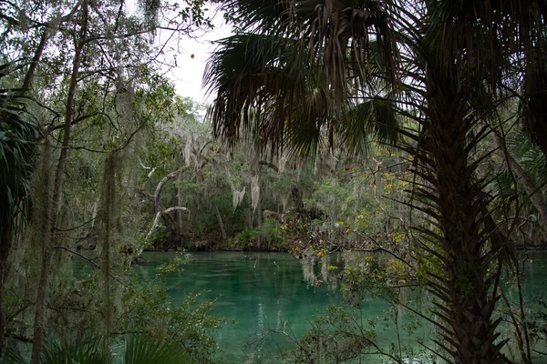 Manatí de las Indias Occidentales, Blue Spring, Florida, EE.UU. — Foto de Stock