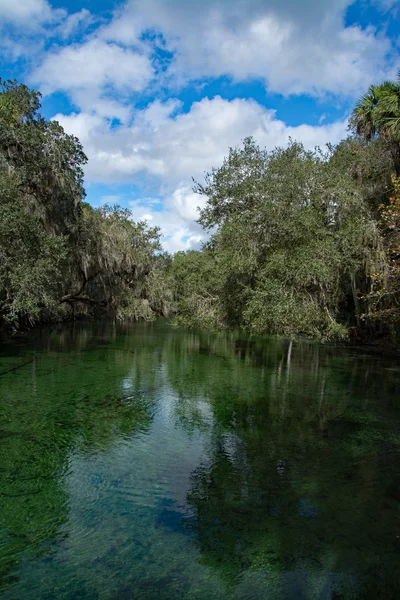 West Indian Manatee, Blue Spring, Florida, Amerika Serikat — Stok Foto