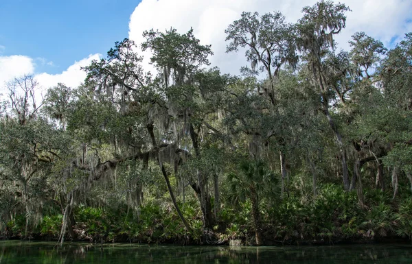 Manatí de las Indias Occidentales, Blue Spring, Florida, EE.UU. — Foto de Stock