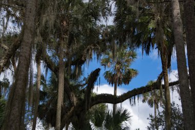 Batı Hint deniz ayısı, mavi Bahar, Florida, ABD