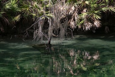 Batı Hint deniz ayısı, mavi Bahar, Florida, ABD