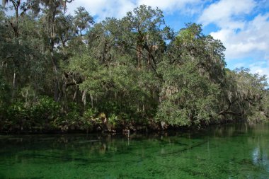 Batı Hint deniz ayısı, mavi Bahar, Florida, ABD