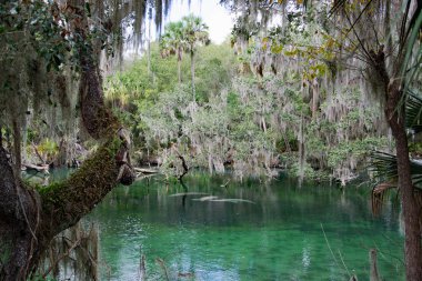Batı Hint deniz ayısı, mavi Bahar, Florida, ABD