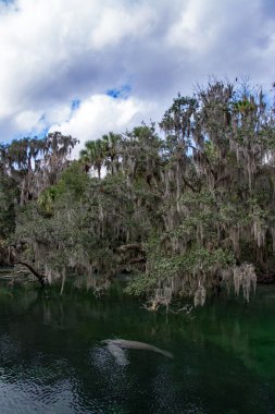 Batı Hint deniz ayısı, mavi Bahar, Florida, ABD