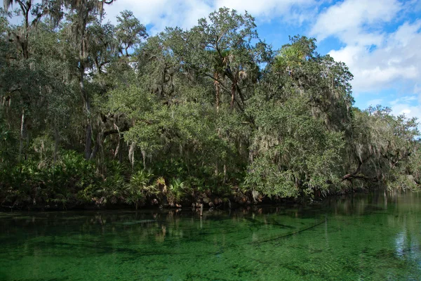 West Indian Manatee, Blue Spring, Florida, Amerika Serikat — Stok Foto