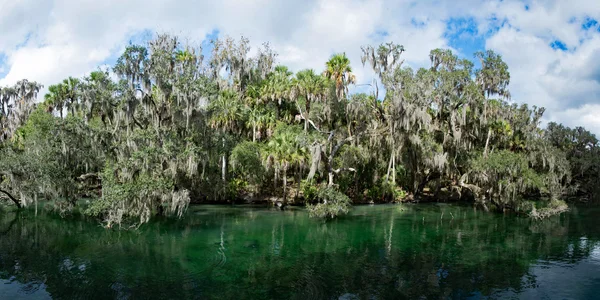 Manatí de las Indias Occidentales, Blue Spring, Florida, EE.UU. — Foto de Stock