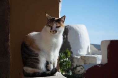 Bir duvar, kedi