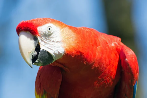 Scarlet Amerika papağanı (Ara macao) — Stok fotoğraf