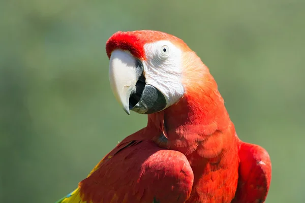 コンゴウインコ (Ara マカオ) — ストック写真