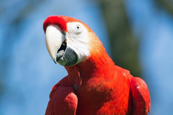 Scarlet Amerika papağanı (Ara macao) — Stok fotoğraf