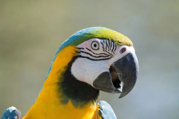 Синьо жовтий ара (ара ararauna) — стокове фото
