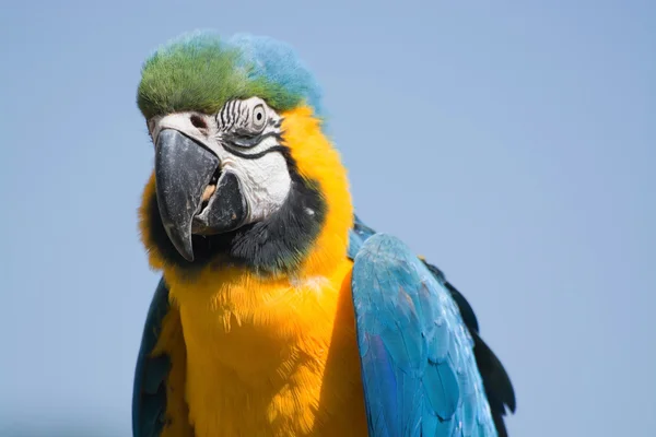 青と黄色のコンゴウインコ (ara ararauna) — ストック写真