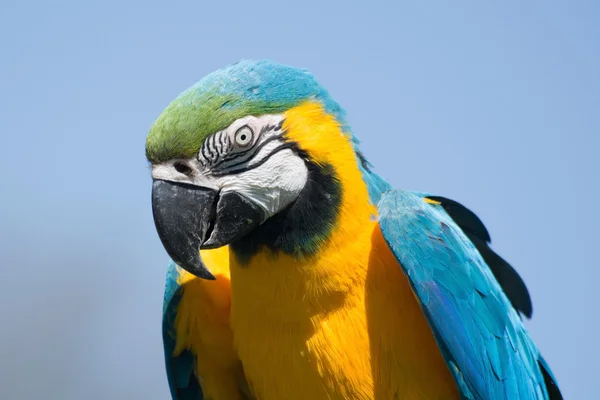 蓝色和黄色的金刚鹦鹉 (ara ararauna) — 图库照片
