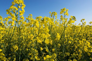 Tecavüz çiçek Almanya