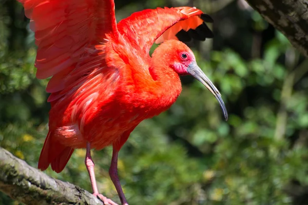 Skarlát ibisz (Eudocimus ruber)) — Stock Fotó
