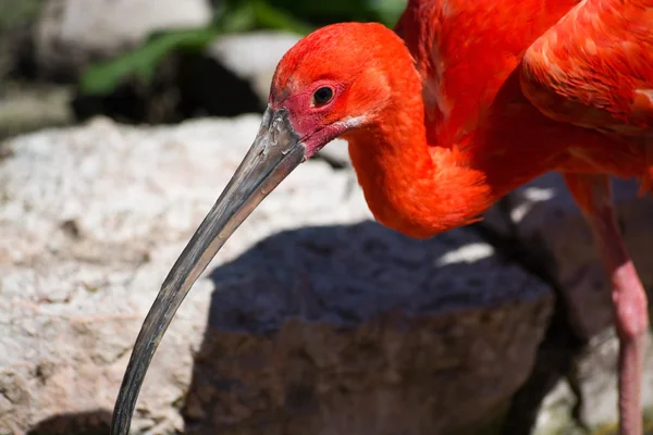 Scharlachrote Ibis (Eudocimus ruber)) — Stockfoto