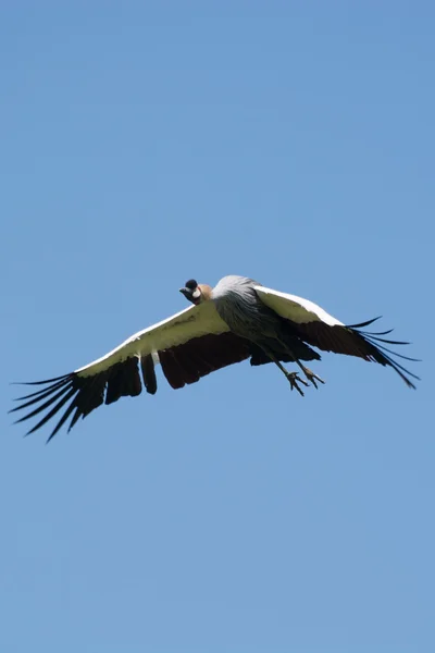 Black Crowned Crane (Balearica pavonina) — Stock Photo, Image