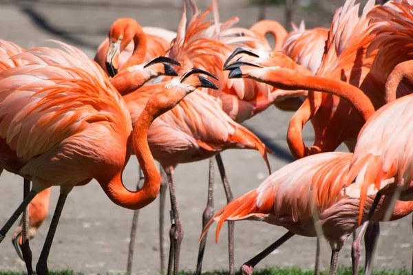 아메리카 플라밍고 (phoenicopterus ruber)) — 스톡 사진