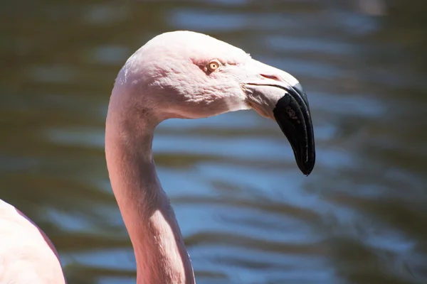 Större Flamingo (Phoenicopterus roseus) — Stockfoto