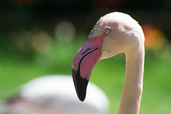 더 중대 한 홍학 (Phoenicopterus roseus) — 스톡 사진