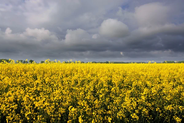 Znásilňování květiny v Německu — Stock fotografie