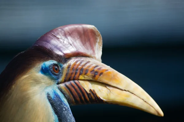 Hornbill Knobbed (Aceros cassidix ) — Fotografia de Stock