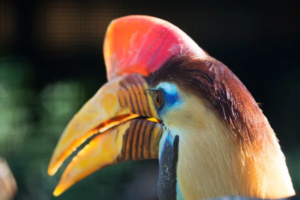 Buttato Hornbill (Aceros cassidix ) — Foto Stock