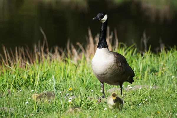 Graugans-Biddy — Stockfoto