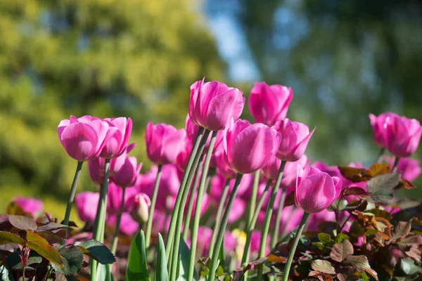 Flor de tulipán en los Países Bajos — Foto de Stock