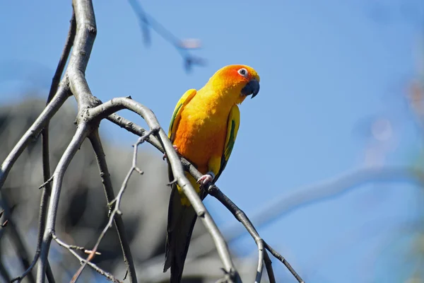 Retrato de un pequeño loro — Foto de Stock