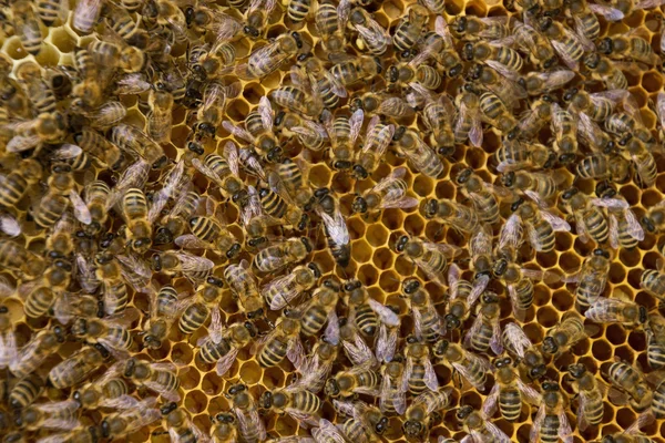 Bee Colony in Germany — Stock Photo, Image