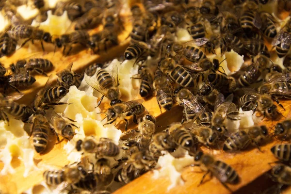 Colonia de abejas en Alemania —  Fotos de Stock