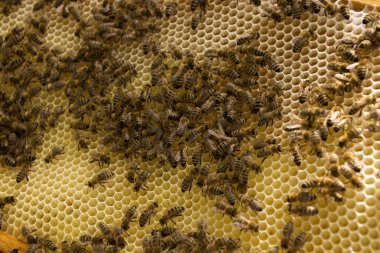 Arı kolonisi Almanya