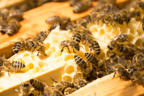 Colonia de abejas en Alemania —  Fotos de Stock