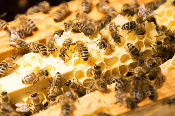 Colonia de abejas en Alemania —  Fotos de Stock