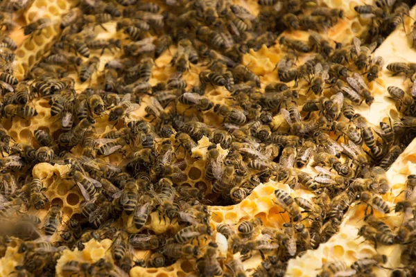 Colonia de abejas en Alemania —  Fotos de Stock