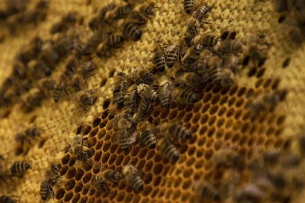 Colônia de abelhas na Alemanha — Fotografia de Stock