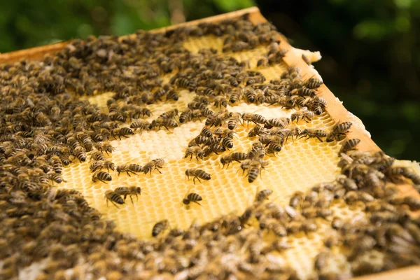 Colonia de abejas en Alemania —  Fotos de Stock