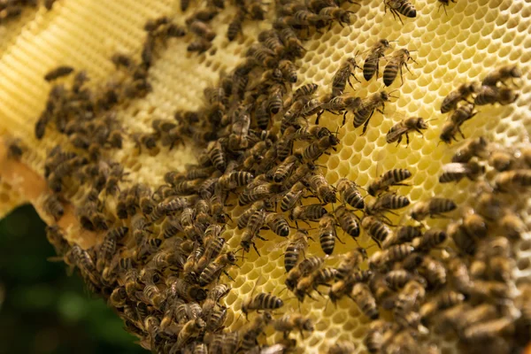 Colonia de abejas en Alemania —  Fotos de Stock