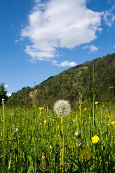 Common dandelion (Taraxacum sect. Ruderalia) — Stock Photo, Image