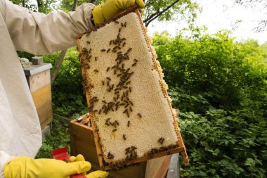 Beekeeper at Work