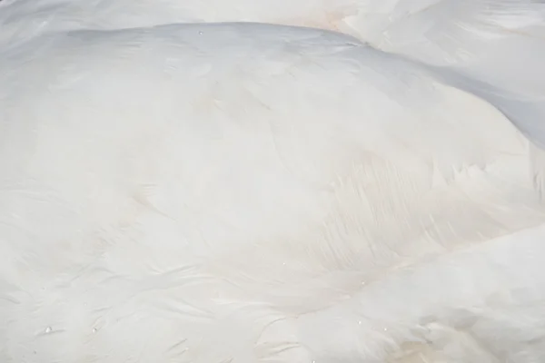 Pluma de un cisne (Cygnini ) — Foto de Stock