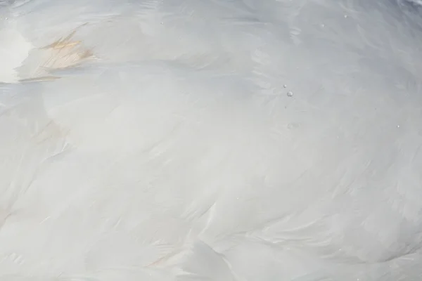 Cisne (Cygnini) en un lago — Foto de Stock