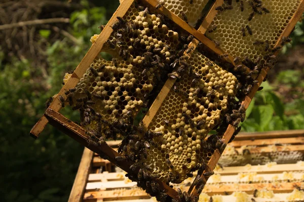 Méhész munkahelyi — Stock Fotó