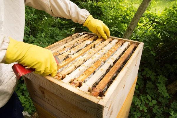Beekeeper at Work — Stock Photo, Image