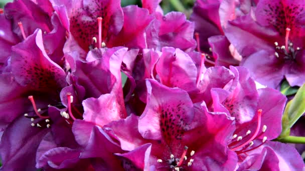 Rhododendron op een zonnige dag in de lentetijd — Stockvideo