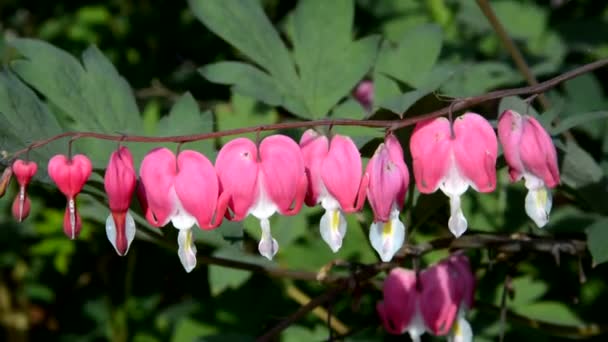 Blutendes Herz an einem sonnigen Frühlingstag — Stockvideo