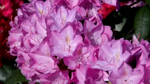 Humla på Rhododendron — Stockvideo